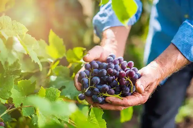 senior man in blue shirt harvesting grapes in garden by jozef
