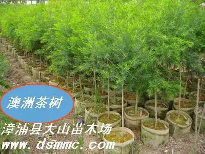 澳洲茶树互叶白千层