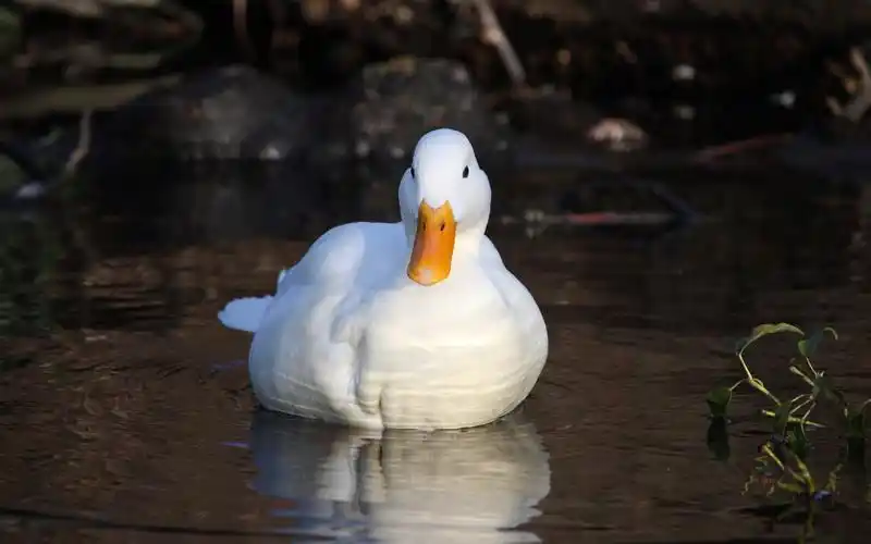 白鸭壁纸1280x1024分辨率查看