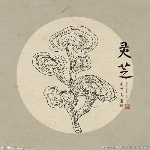 手绘灵芝