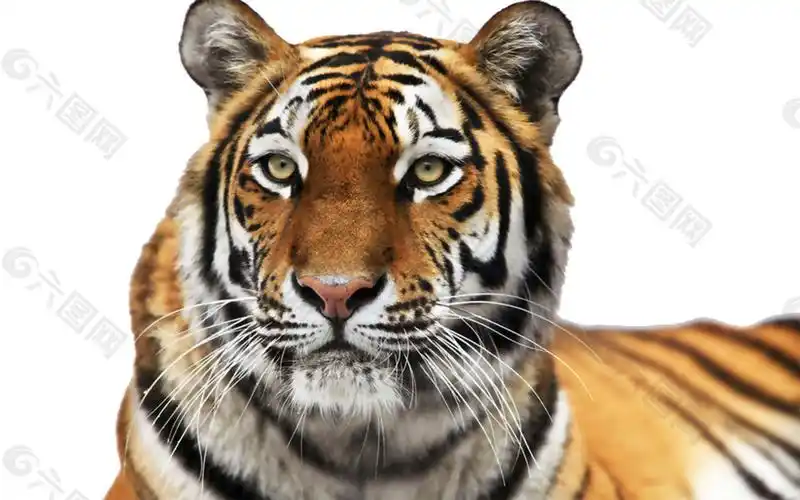 老虎头部特写免抠png透明素材