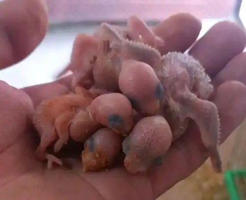 虎皮鹦鹉蛋能独自孵化吗?