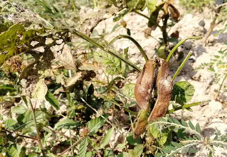 大豆炭疽病 - 南繁区有害生物防治预警信息平台