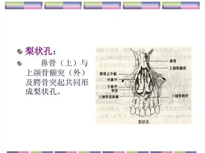 梨状孔: 鼻骨(上)与 上颌骨额突(外) 及腭骨突起共同形 成梨状孔.