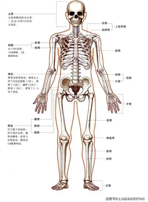 全身的骨骼杭州芳疗学校