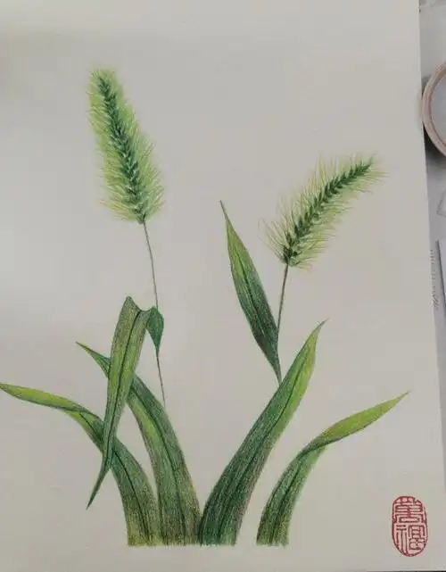 临摹狗尾巴草