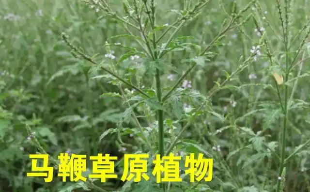 马鞭草全身都是宝,促进新陈代谢和清热解毒,看看你是否适合饮用