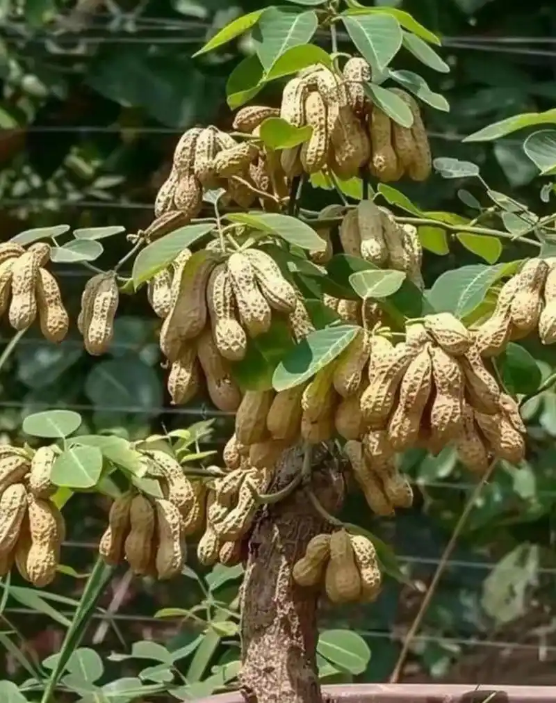 花生不是长在地下的吗?怎么跑到树上面来了?有谁知道他真的是发生吗?