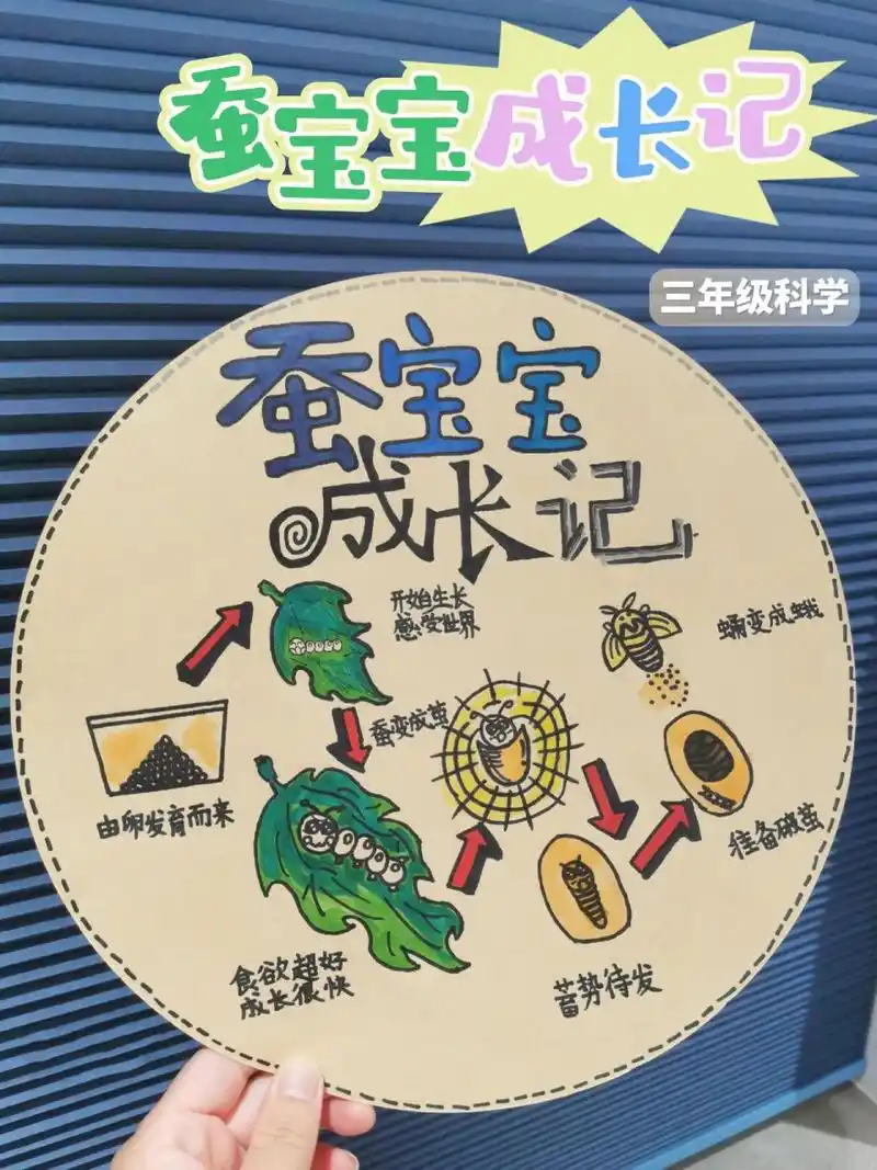 三年级科学|蚕宝宝成长记之"手抄报"70 以一幅"蚕宝宝成长记" 结束