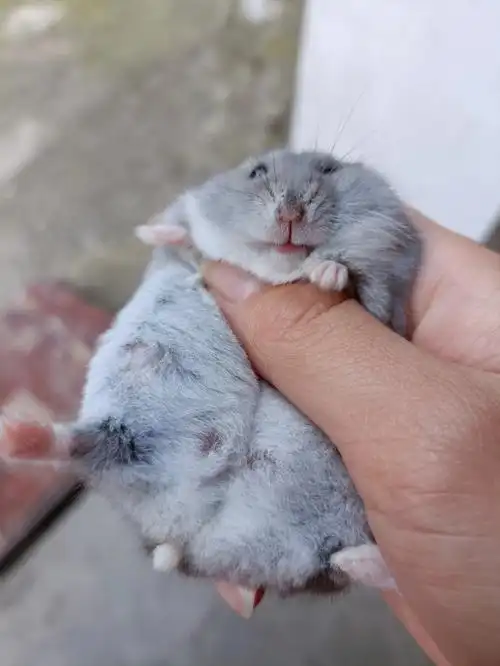 我的天啊,这肚子大的吓人,这肚里得有十多只吧#怀孕仓鼠  ##侏儒仓鼠