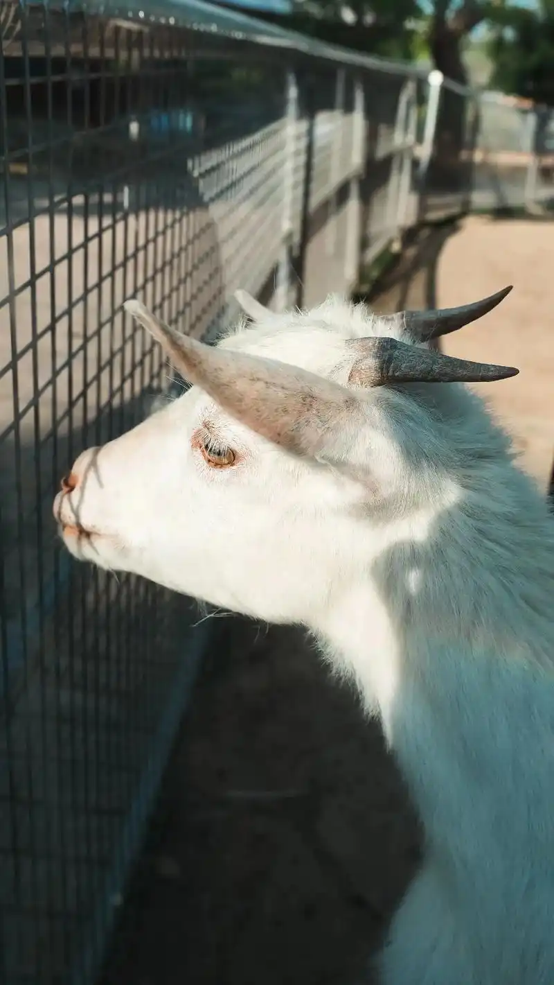 那次在动物园的围栏外拍到的羊的眼睛