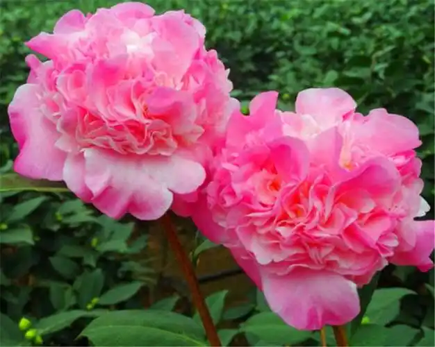 最香最皮实的茶花香妃,养护做好5个点,开花大花期长,轻松爆盆