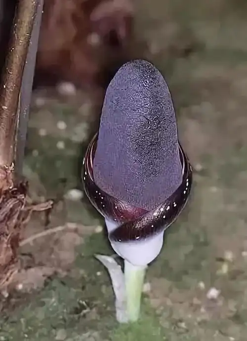 罕见的33张蘑菇照,漂亮!