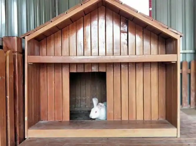 【阿旗二幼课程故事】——"兔兔乐园"