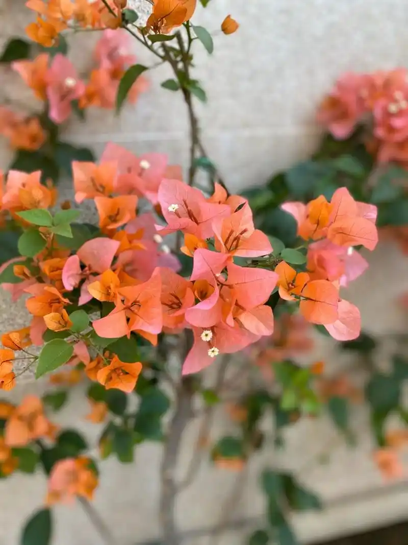 三角梅波伊斯玫瑰 波妹修剪了后一周就出花蕾了 花色从橙色逐渐变成粉