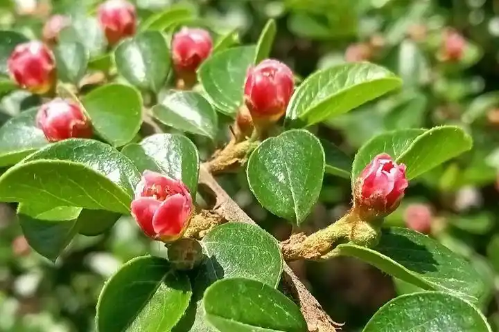 平枝荀子的花语以及象征寓意-花卉百科-绿宝园林网