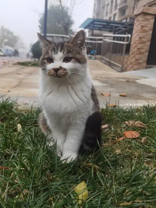 撸猫自由小区野猫