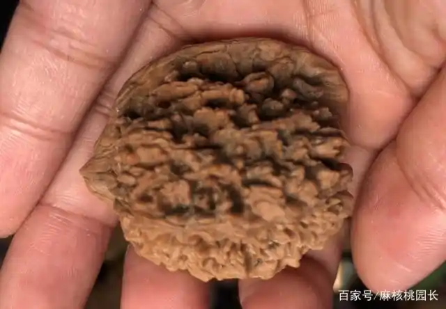 外面的青皮逐渐腐烂,侵蚀了文玩核桃的表皮,从而似有的核桃发红,有的
