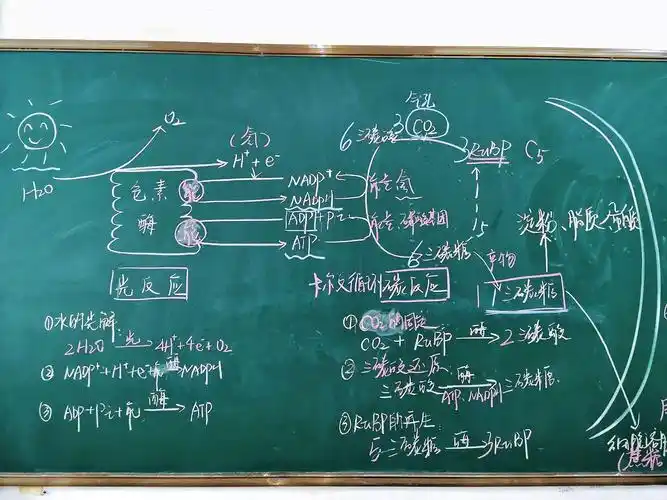永嘉第二高级中学生物组——肖晓和:板书是一堂课的印记