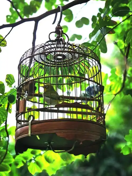 笼中鸟 - yunle - 图虫