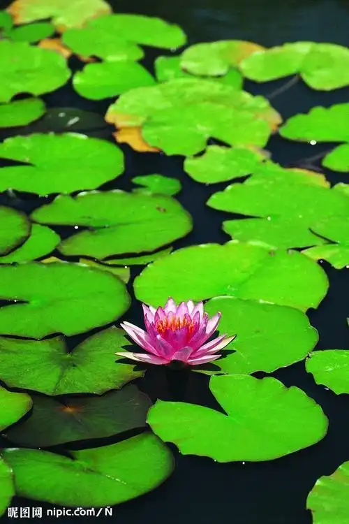 睡莲之红花图片