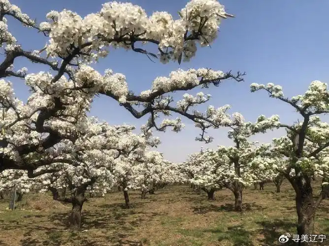 边,梨园深深花如雪,美景文化两相悦,游客在乡村田园,青山秀水的画卷中