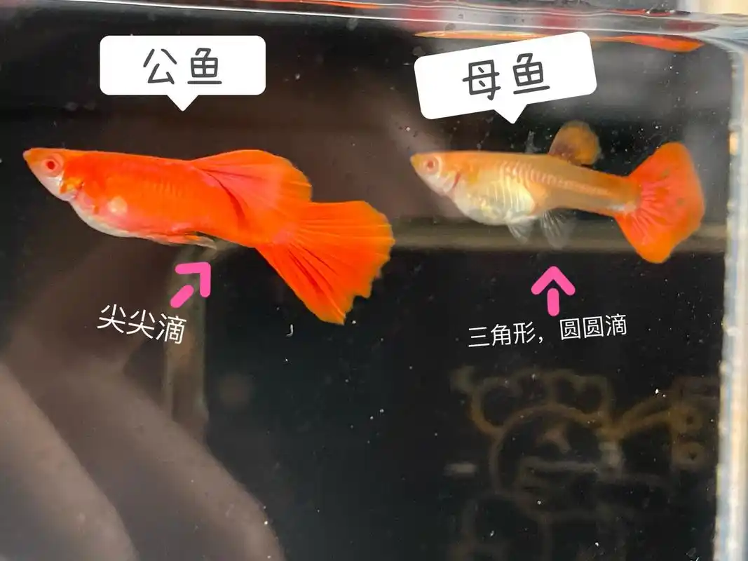 怎么辨别孔雀鱼公母 这几天总有人说看不懂公母～新手小白们来～ 1.