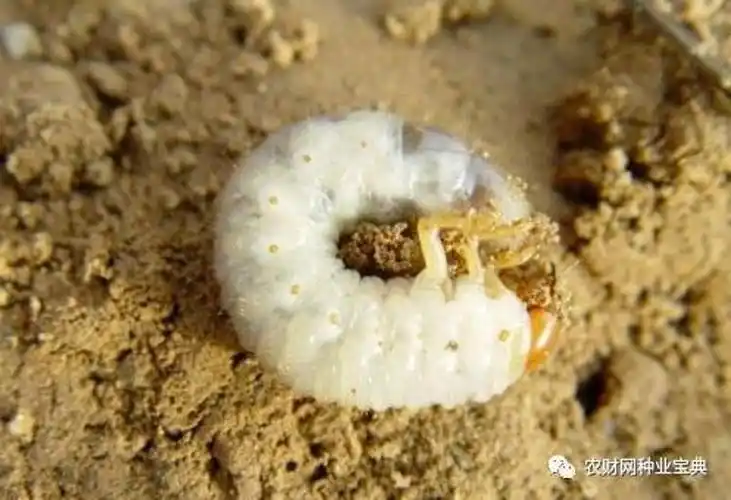 最难防治的地下害虫,这里有十大绝招!(收藏)