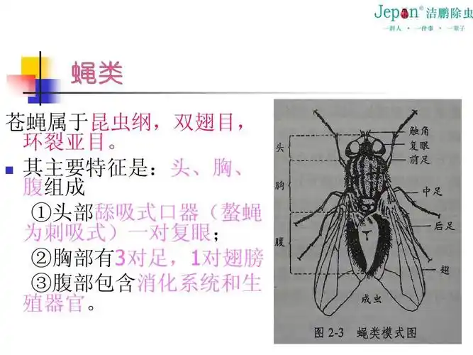 深圳除四害公司之苍蝇习性与防治ppt