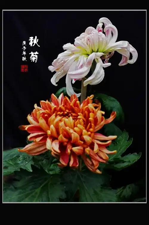 菊花颂——庆祝国庆中秋佳节!