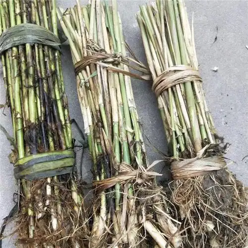 芦苇苗芦苇白根多成活率高达百分之九十九