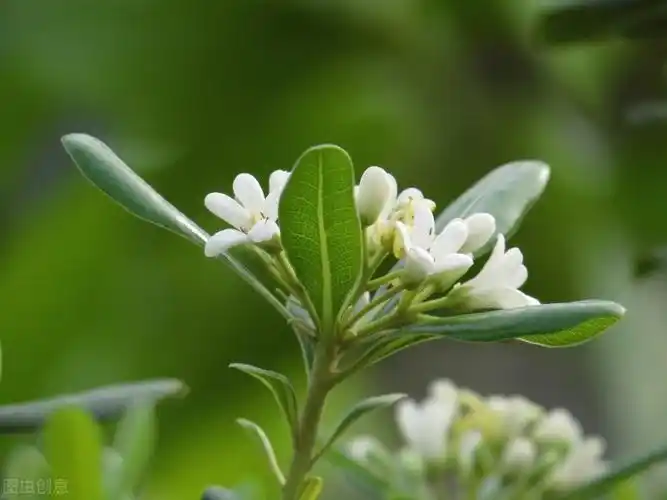 常绿的乔木有哪些(北方城市有了这些常绿植物,冬季依然可见碧绿—赏16