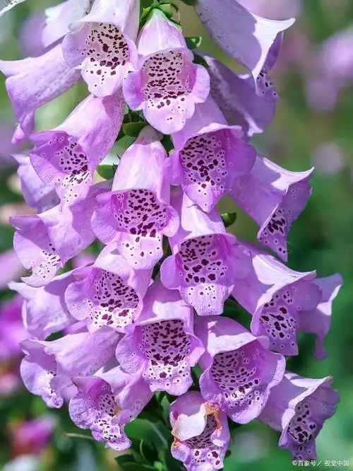 紫色风铃花的花语