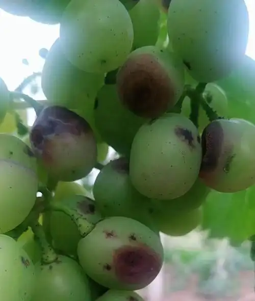 葡萄套袋容易烂果?看完你就明白了!