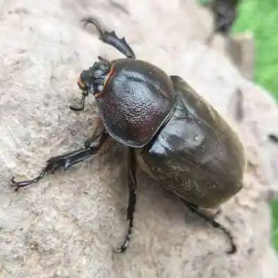 仙成虫母虫甲虫独角仙活虫幼体成虫活物昆虫宠物一公一母幼虫套餐含