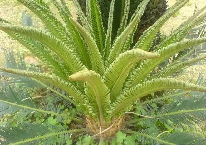 罕见!江西九连山首次发现珍稀濒危野生植物苏铁蕨,暗示了什么?|生物多