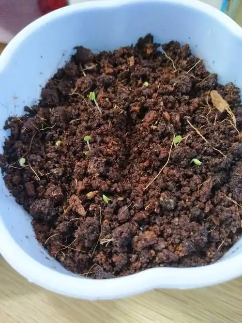 我的薄荷算徒长吗?在办公室养的,发芽到现在没见过阳光,去晒晒会好