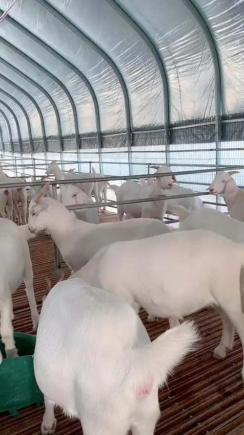 120斤以上的头胎美国大白山羊个体大体型匀称