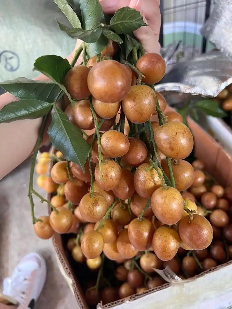 已经很多客户回购这款黄皮果了