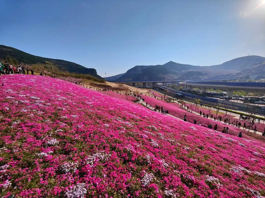 济南踏青赏花|济南最大网红花海福禄考花海 7715小长假第二天雨过