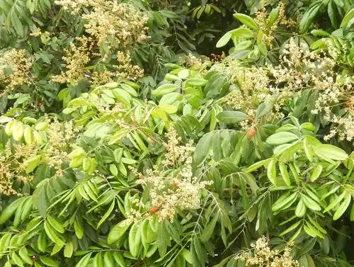 高德路两旁龙眼树爬满了臭虫该哪个部门管