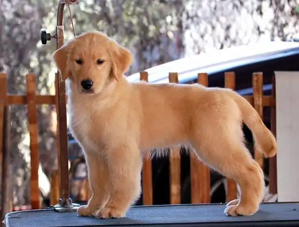 大头宽嘴金毛犬出售 金黄色的金毛寻回犬 公母都有_成都宠物狗_成都