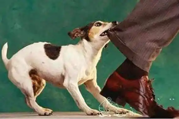 狗咬人找不到狗的主人,物业公司这个时候该不该赔起?