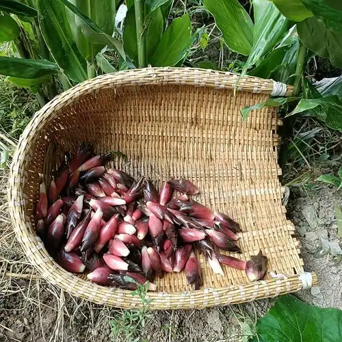 洋荷姜2022新鲜腌制阳荷姜野生洋河姜凉拌和泡菜阳合荷火姜非10斤