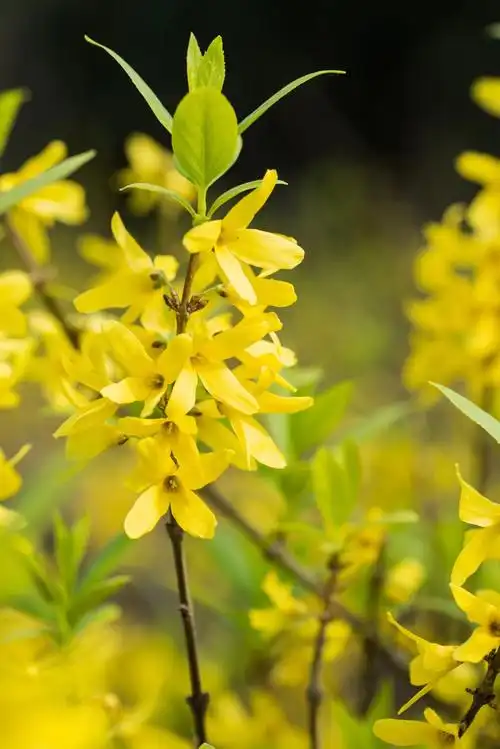连翘花先叶开放,通常单生,稀3朵腋生;花萼裂片4,矩圆形;花冠黄色,裂片