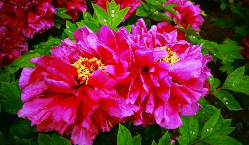 富贵吉祥牡丹花