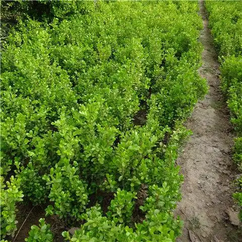 冬青树苗木绿化围墙绿篱北海道树苗冬青20棵小叶行道树