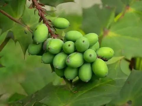 快来认识一下那个得到神眷顾的果子吧!