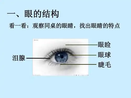 睑眼泪腺 眼球 睫毛