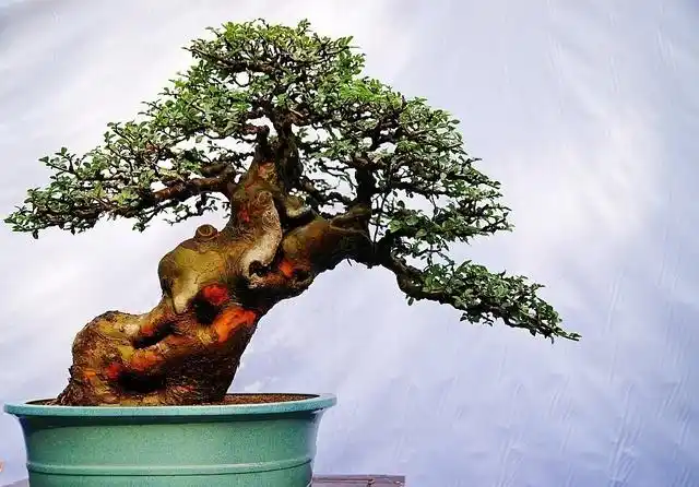 一景一世界,婀娜多姿的树木盆景欣赏